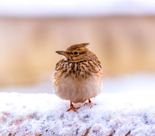 Old World sparrows on snow
