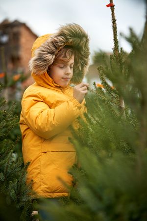 Kid exploring branch of spruce