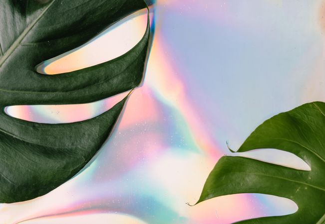 Monstera leaves on Iridescent background with paper card note