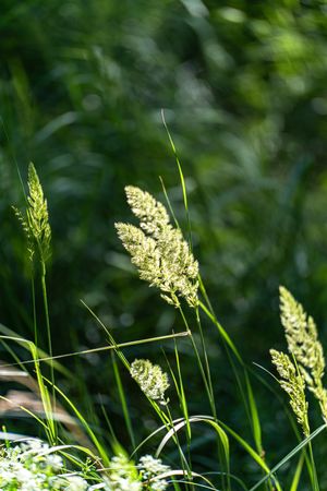 Summer meadow of bright green grass
