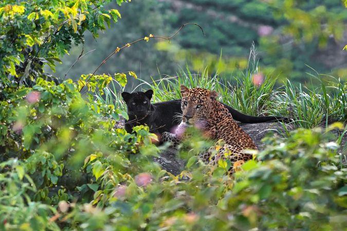 Panther and leopard in jungle