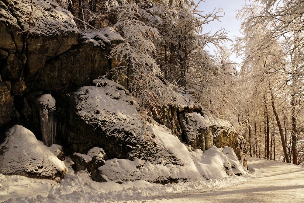 Tall frosted trees beside stone cliff with pine trees
