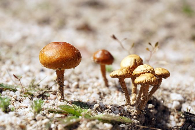 Orange mushrooms on open stony place