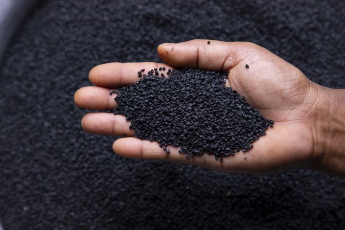 Onion seeds in hand
