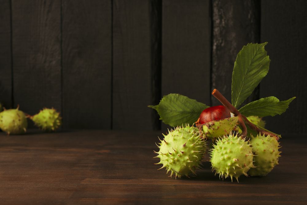 Fresh and ripe chestnuts, space for text