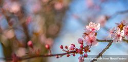 Wide shot of pink cherry blossoms on a branch 5rBD35