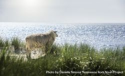 Sheep observing the North Sea water 0gzBAb