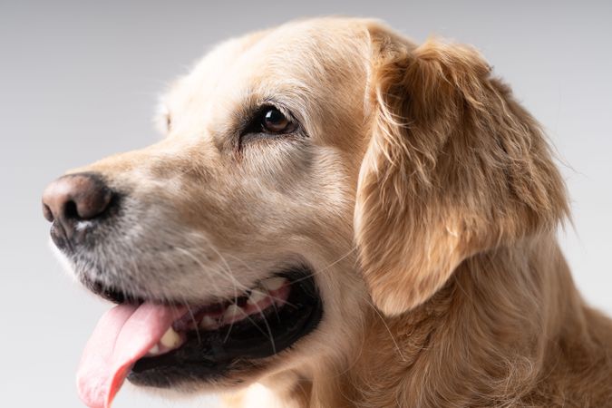 Portrait of beautiful golden retriever 