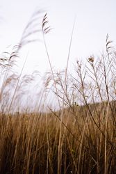 Dry grass in meadow on windy day