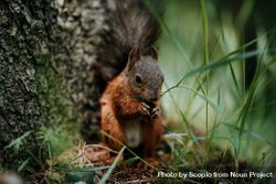 Fox squirrel eating nuts 4B8GX0