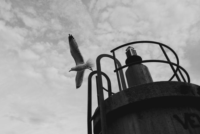 Seagull flying near lighthouse