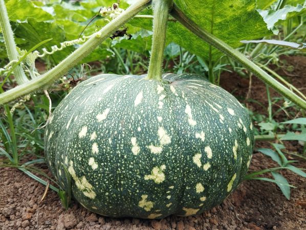 Green pumpkin on the ground