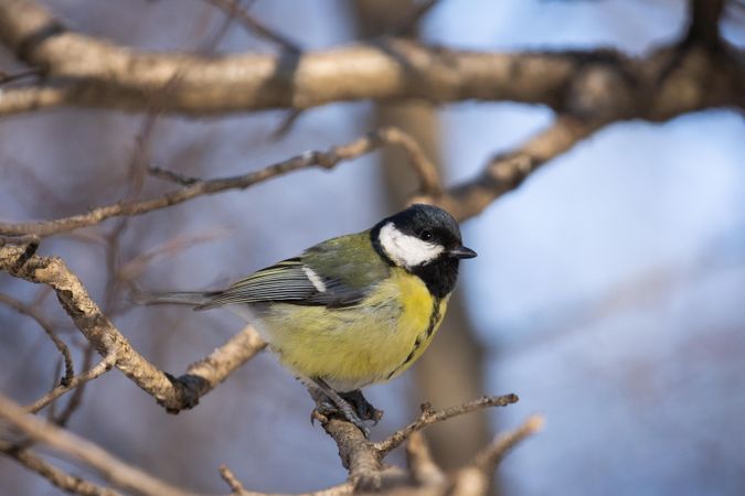 Great tit bird on brown tree branch