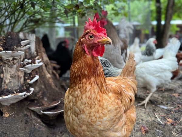 Tawny hen before chickens