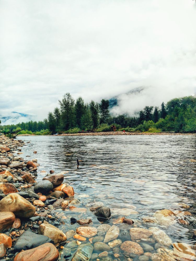 Green trees beside river under cloudy sky