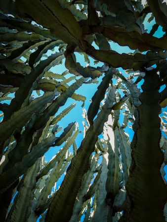 View from inside of a clump of tall cactus trees