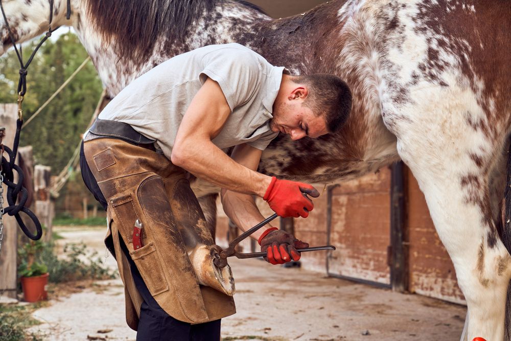 Farrier changing horseshoe in the stable