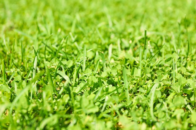 Fresh green grass texture. Natural background, close up