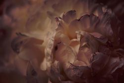 Close up of light pink flower petals