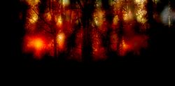Red forest floor, wide