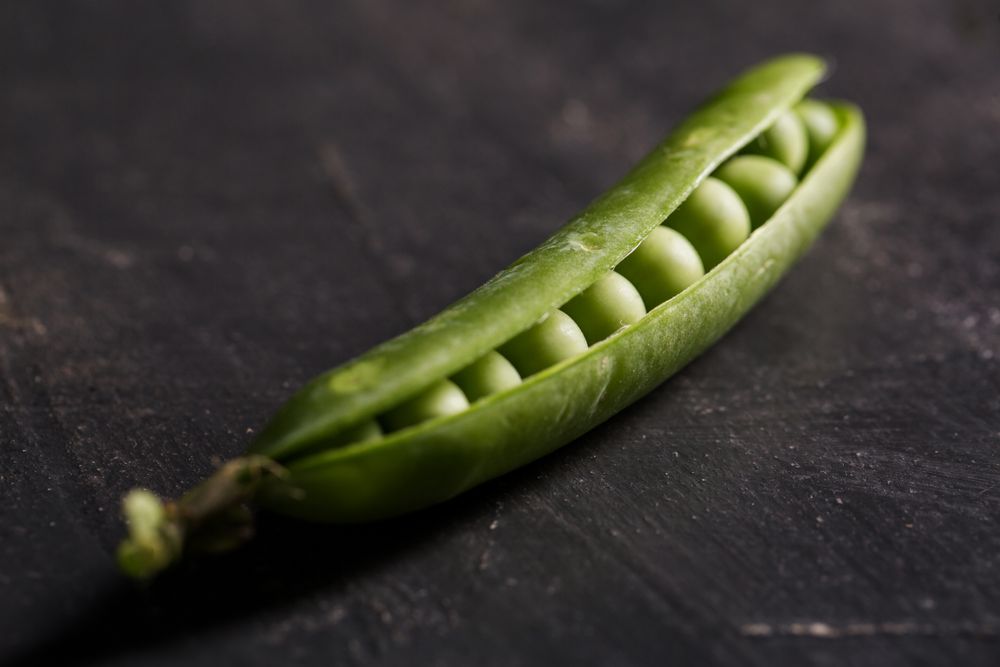 Fresh peas and pea pods on dark background