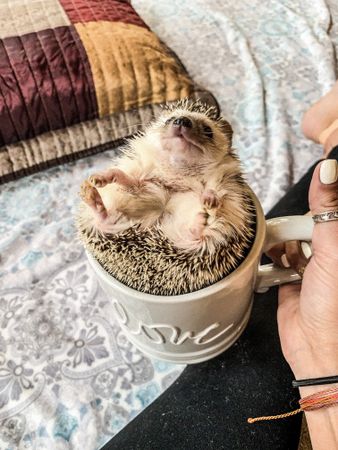 Hedgehog in ceramic mug held by a person
