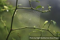 Dewy spider web on branch 4dwBd5