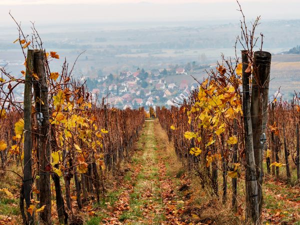 Orange red rust colored vineyards in Alsace. Autumn landscape after harvest.