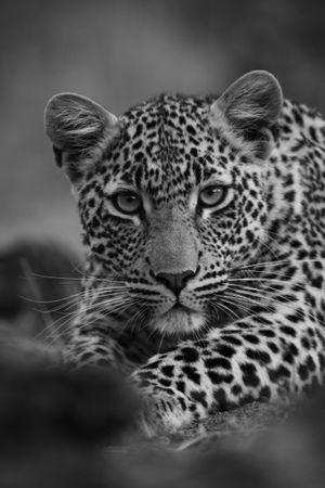 Grayscale photo of leopard