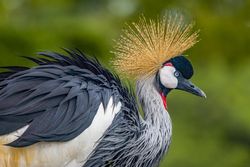 Grey crowned crane