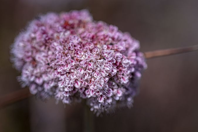 Close up of meadowsweet flowers