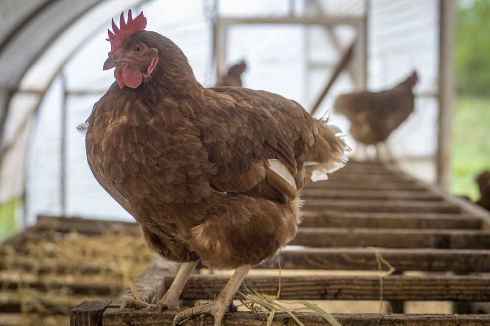Copake, New York - May 19, 2022:  Chicken balancing on top of crates in coop
