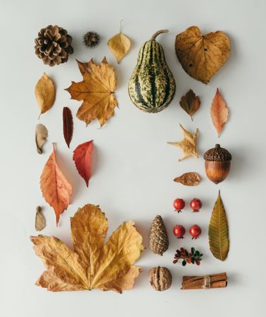 Layout made of autumn leaves, square, berries, nuts on light background