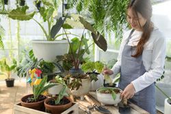 Young woman caring for trees in a greenhouse, planting trees, plant care equipment, planting greenhouses.