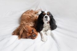 Two cavalier spaniels lying on bed