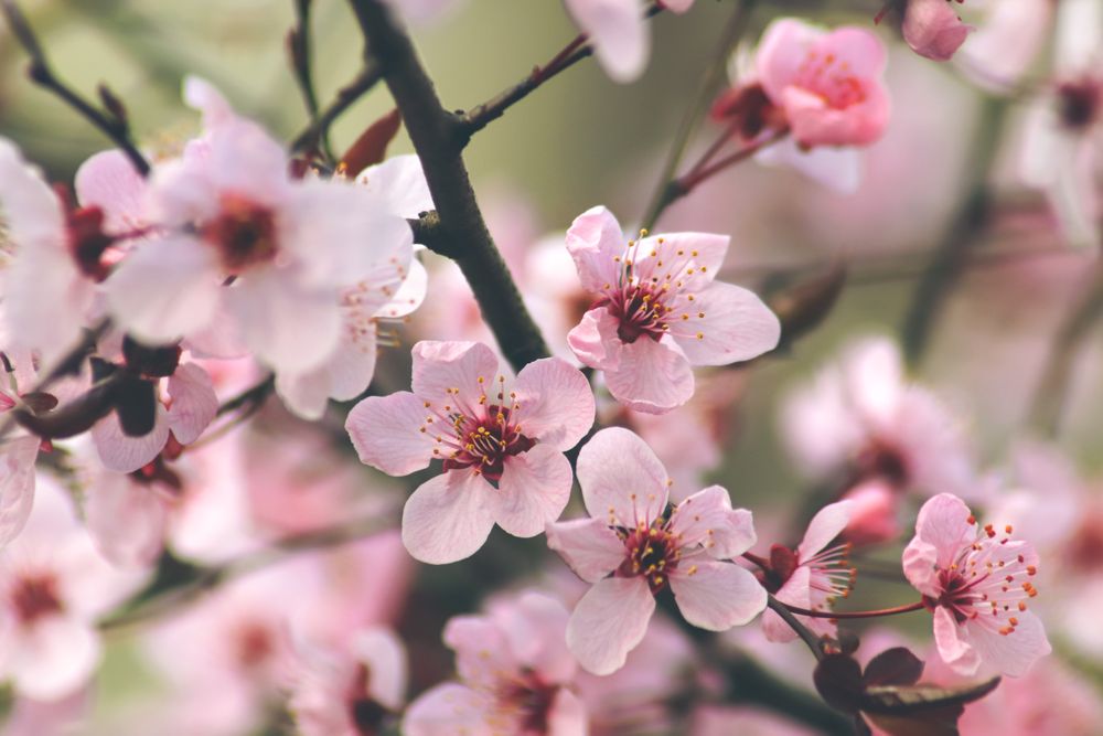 Flowers of the cherry or apple blossom