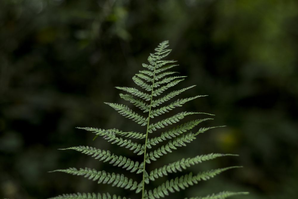 Green leaf in blurred background