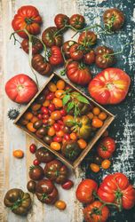 Assortment of different tomatoes in square box, on navy wooden table, vertical composition