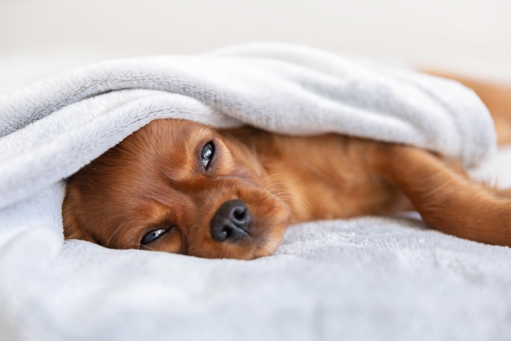 Cavalier spaniel lying under blanket on bed