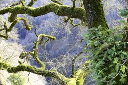 Green branches covered with moss