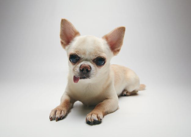 Relaxed Chihuahua on Bright Background