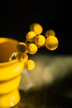Craspedia flower in vase