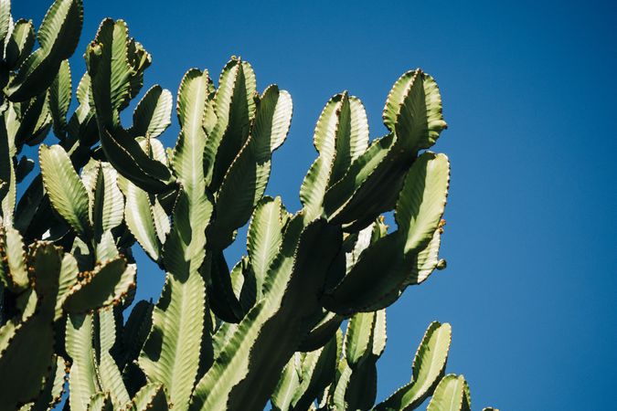 Tall cactus against blue sky
