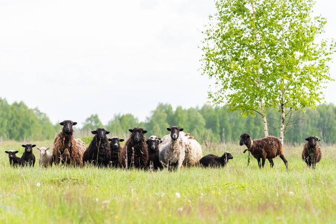 Herd of sheep on green grass field beside a tree
