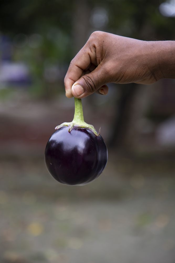 An eggplant in the farmer's hand with a shallow depth of field