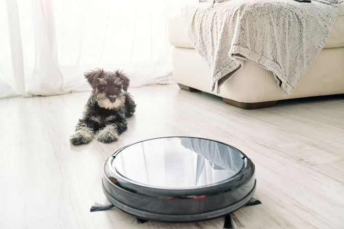 Miniature Schnauzer lying on floor and looking at robotic vacuum
