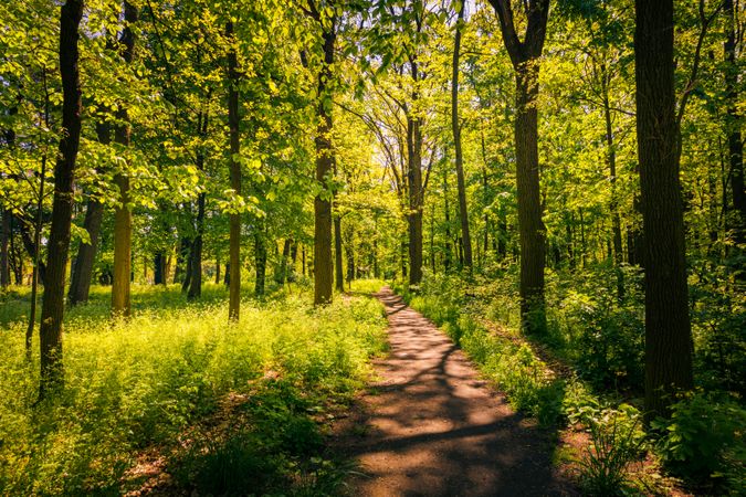 Path in the forest with shadows