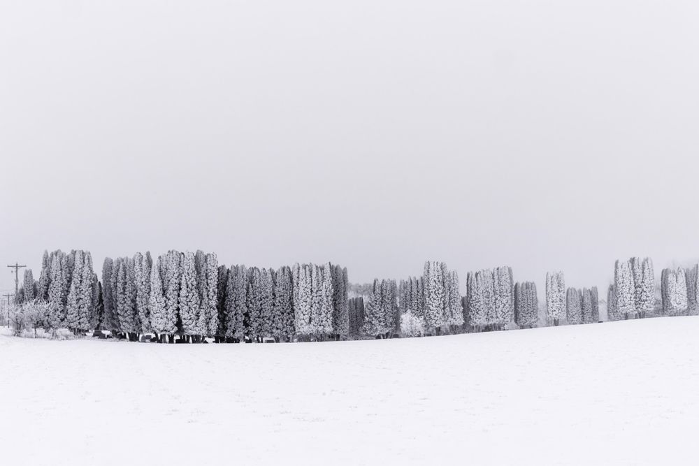 A Wintry Scene Of A Line Of Trees Against A Field Noun Project