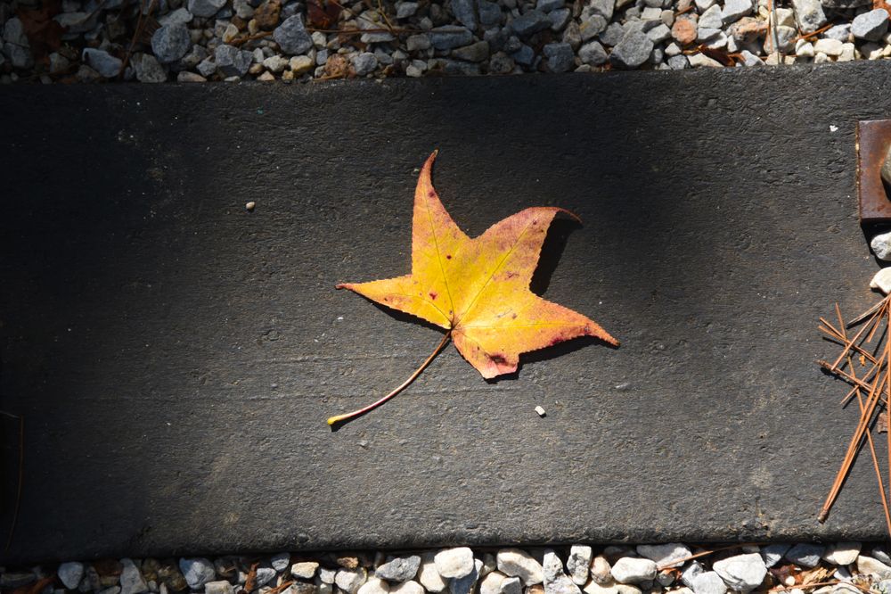 Yellow Leaf in the center