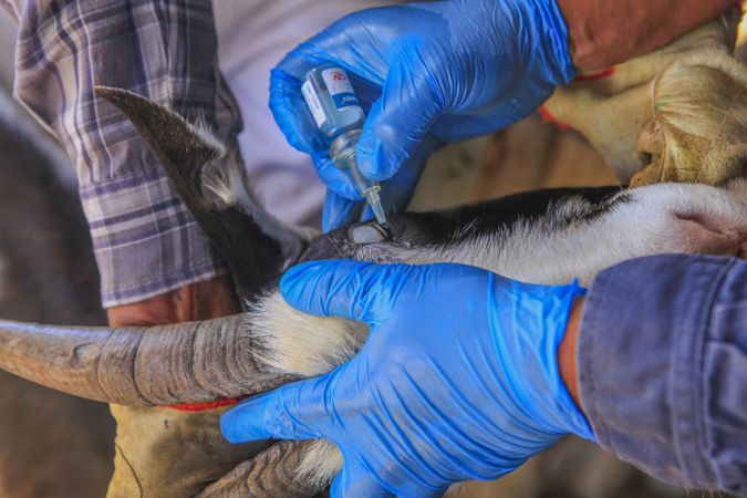 Veterinarian curing domestic animal